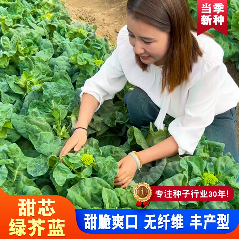 【ZS】甜芯绿芥蓝种子芥兰蔬菜种子籽阳台庭院四季盆栽种植农家