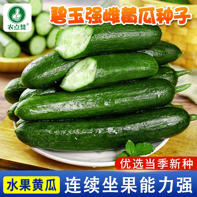 碧玉黄瓜种子 无刺爽脆水果强雌黄瓜种子四季阳台春季蔬菜种籽