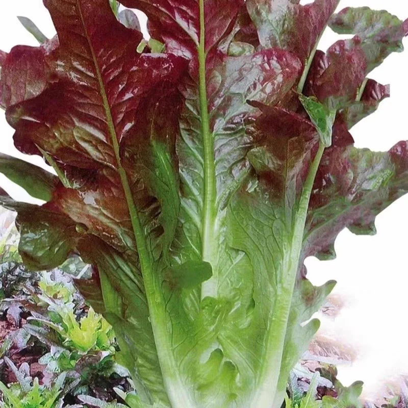 【拍2发3】甜脆紫油麦菜种籽四季火锅蔬菜种子盆栽香莜麦菜莴苣生菜