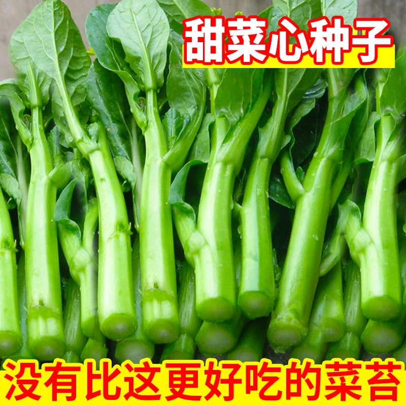 【拍2发3】广东菜心种籽青菜种子青翠菜苔种菜心种孑菜籽蔬菜种子
