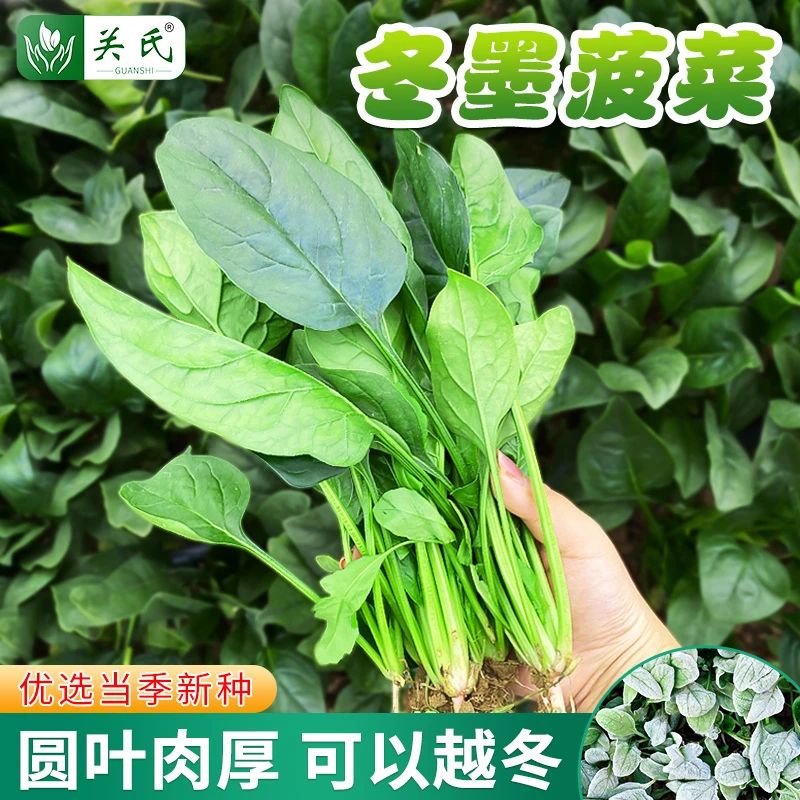 【拍2发3】慕尼黑耐寒菠菜种籽老品种红根大叶菠菜种子秋冬蔬菜种孑