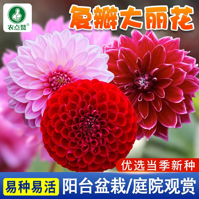 多彩小丽花种子    优选优质花种播种简单易种易活抗病高产营养