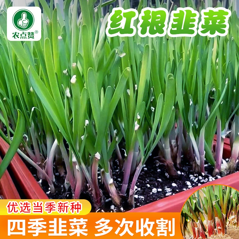 【拍2发3】红根韭菜种子独根韭菜家庭阳台盆栽四季种植新鲜蔬菜宽叶