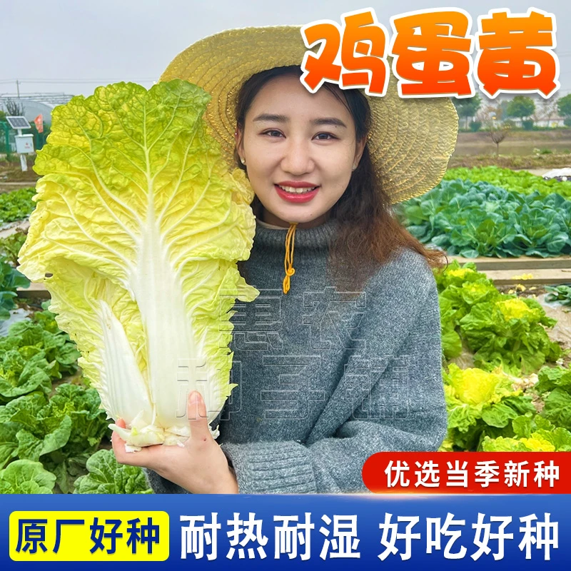 【鸡蛋黄白菜种子】早熟北京小杂56黄心白菜籽农家小院蔬菜籽