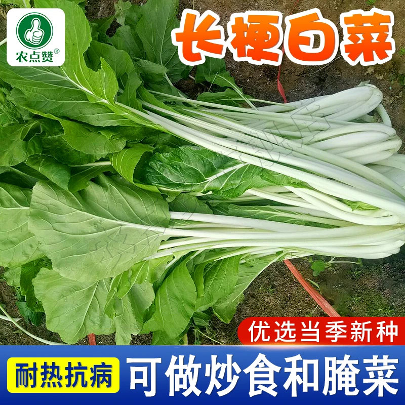 【三包】长梗白菜种子秋季高脚腌菜盆栽蔬菜种籽
