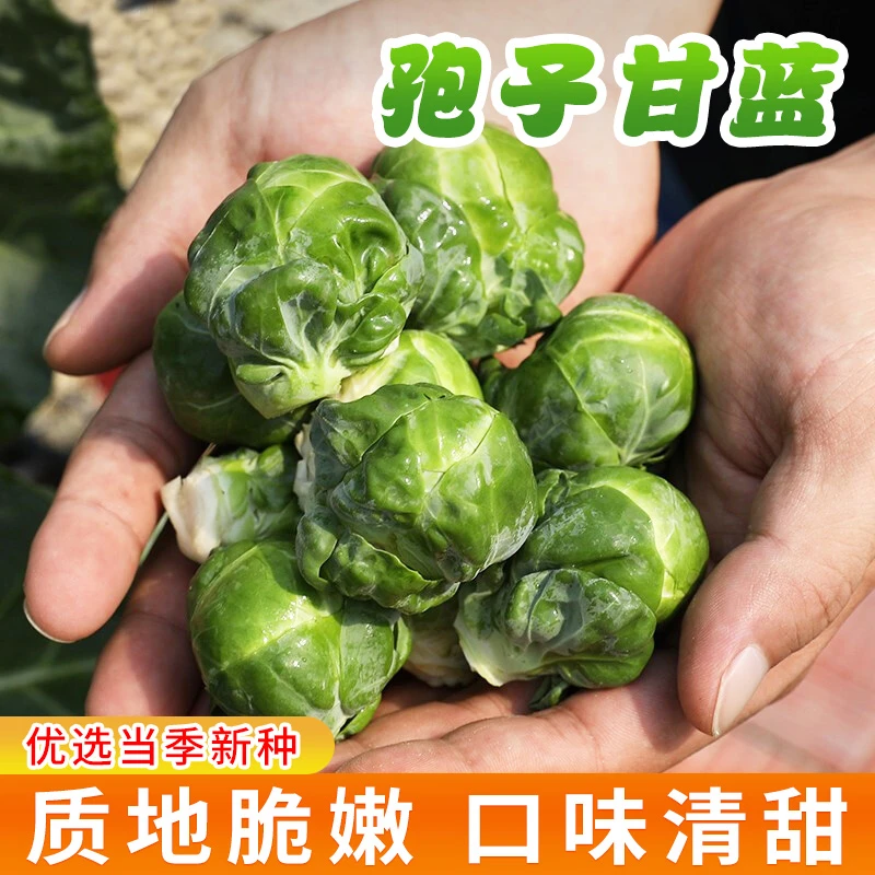 【CY】孢子甘蓝种子春秋季小型芽球包心菜阳台庭院四季播种