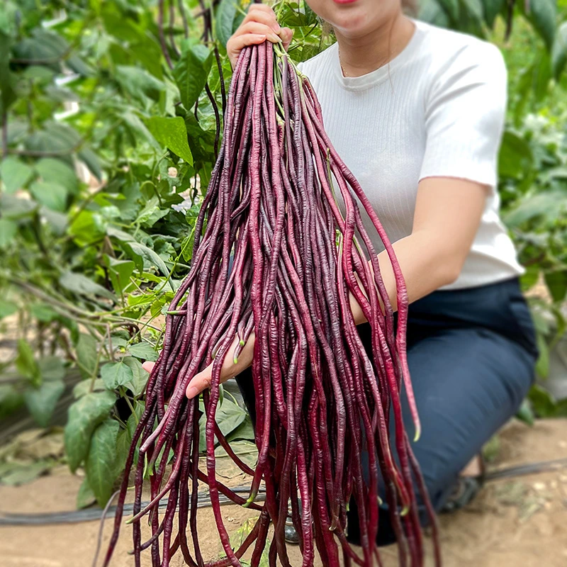 【紫秋豇种子】春秋紫红色长豇豆种籽富含营养软糯耐老豆角子蔬菜孑