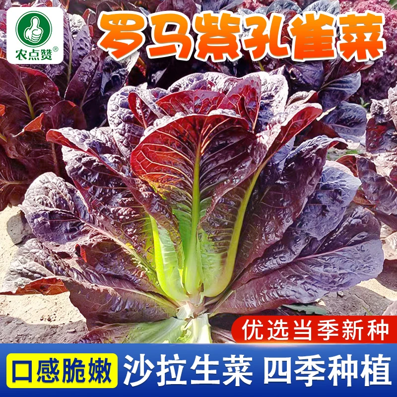 罗马紫色孔雀菜清香耐热四季阳台盆栽生菜可生吃简单种植蔬菜种子