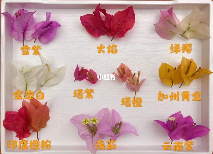 三角梅原盆原土嫁接过千