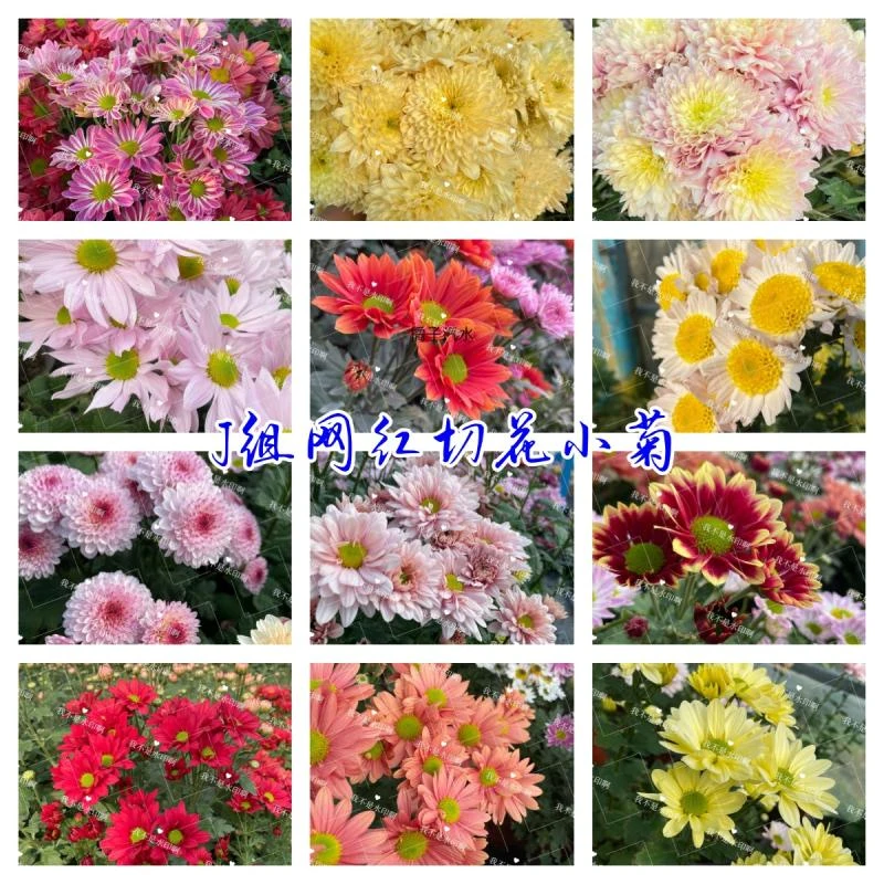 小苗J组50个菊花品种苗网红切花菊花品种 三文鱼冰沙小雏菊菊花苗