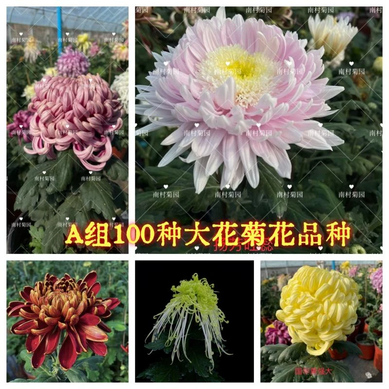 小苗A组100种大花菊花品种 菊花苗对版菊花九月菊