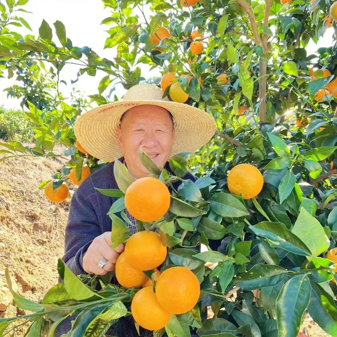【黄美美专属】优质新鲜云南红河高原沃柑(带箱10斤装)