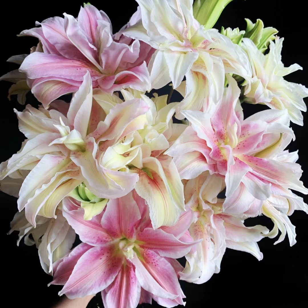 【云霄花卉】【沙拉重瓣百合】云南香水百合【任意两单顺丰包邮】