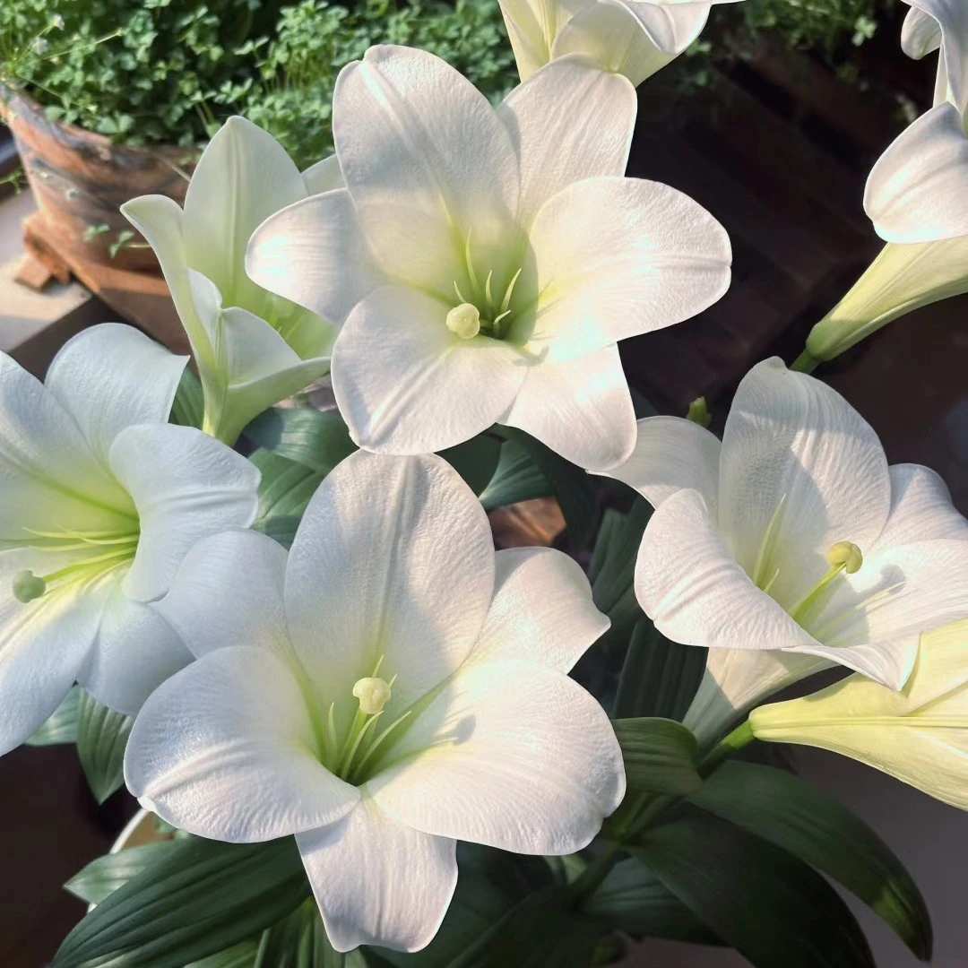 【云霄花卉】【白铁炮百合】木质清香型【任意两单顺丰冷链包邮】