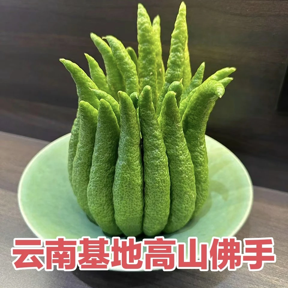 佛手柑精品云南高山基地直发高端植物花材现摘