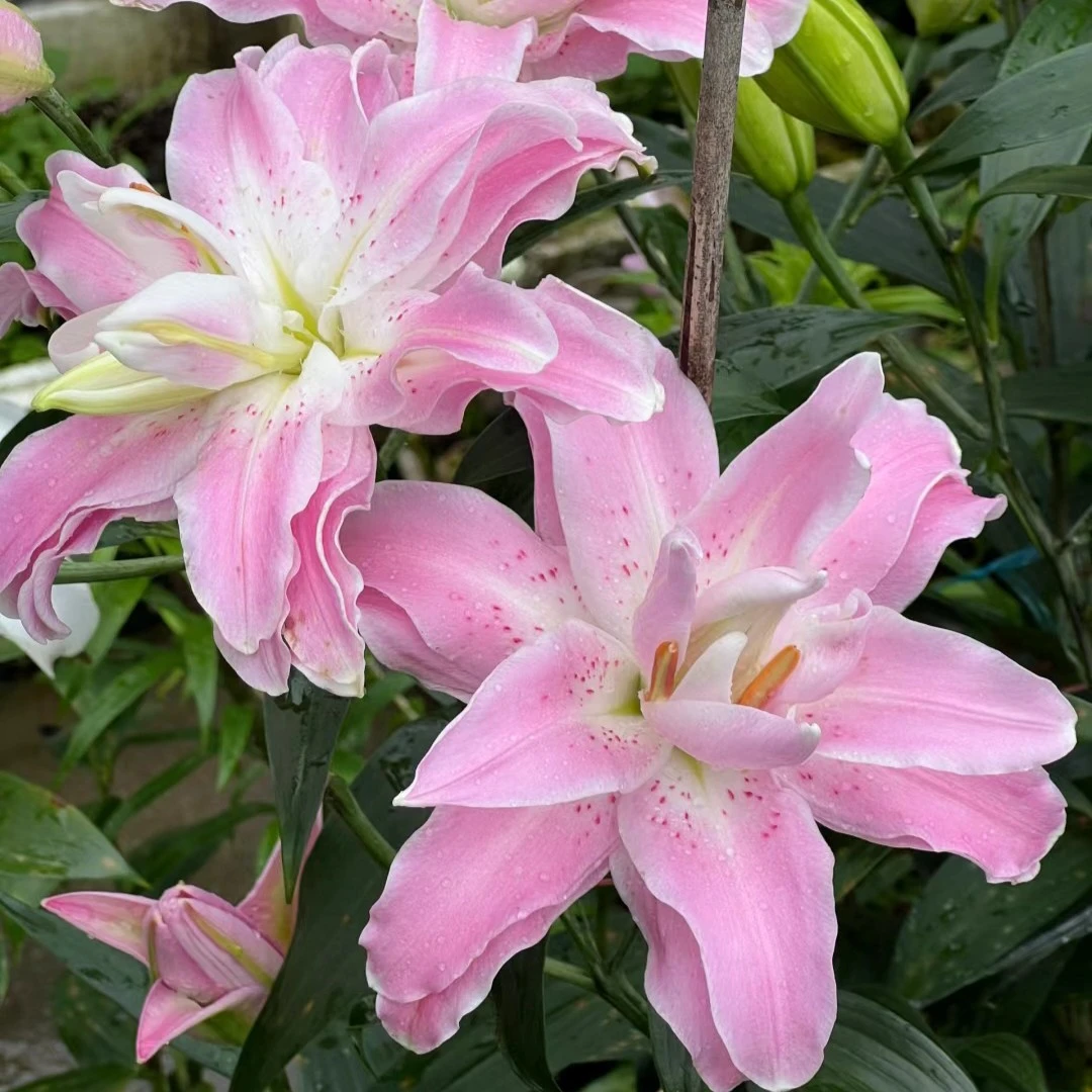 【云霄花卉】【莲花雅致重瓣百合】云南香水百合【任意两单顺丰包邮】