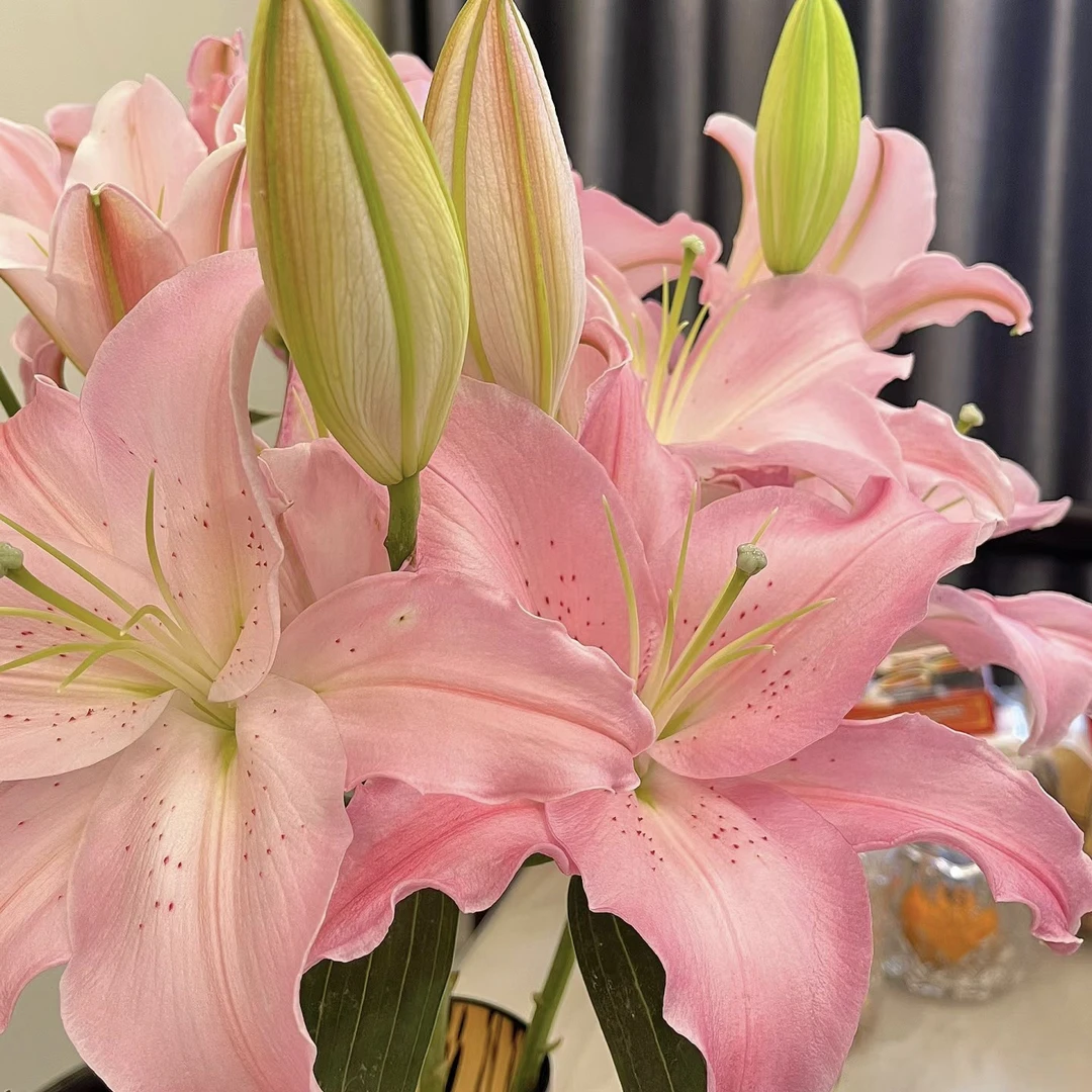 【云霄花卉】【荷花百合】云南香水百合【任意两单顺丰冷链包邮】