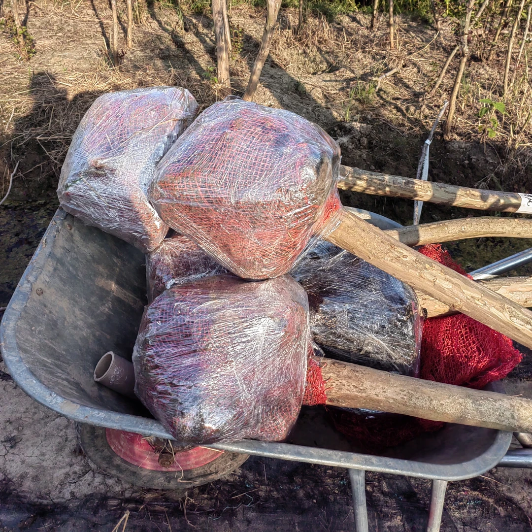 紫薇树不包售后不包活带土球发货清苗圃