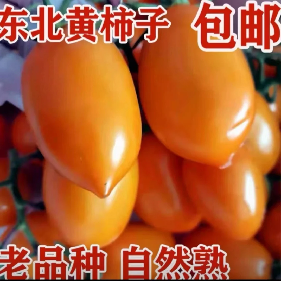 东北黄罗曼番茄柿子黄色水果番茄柿子奶香黄罗