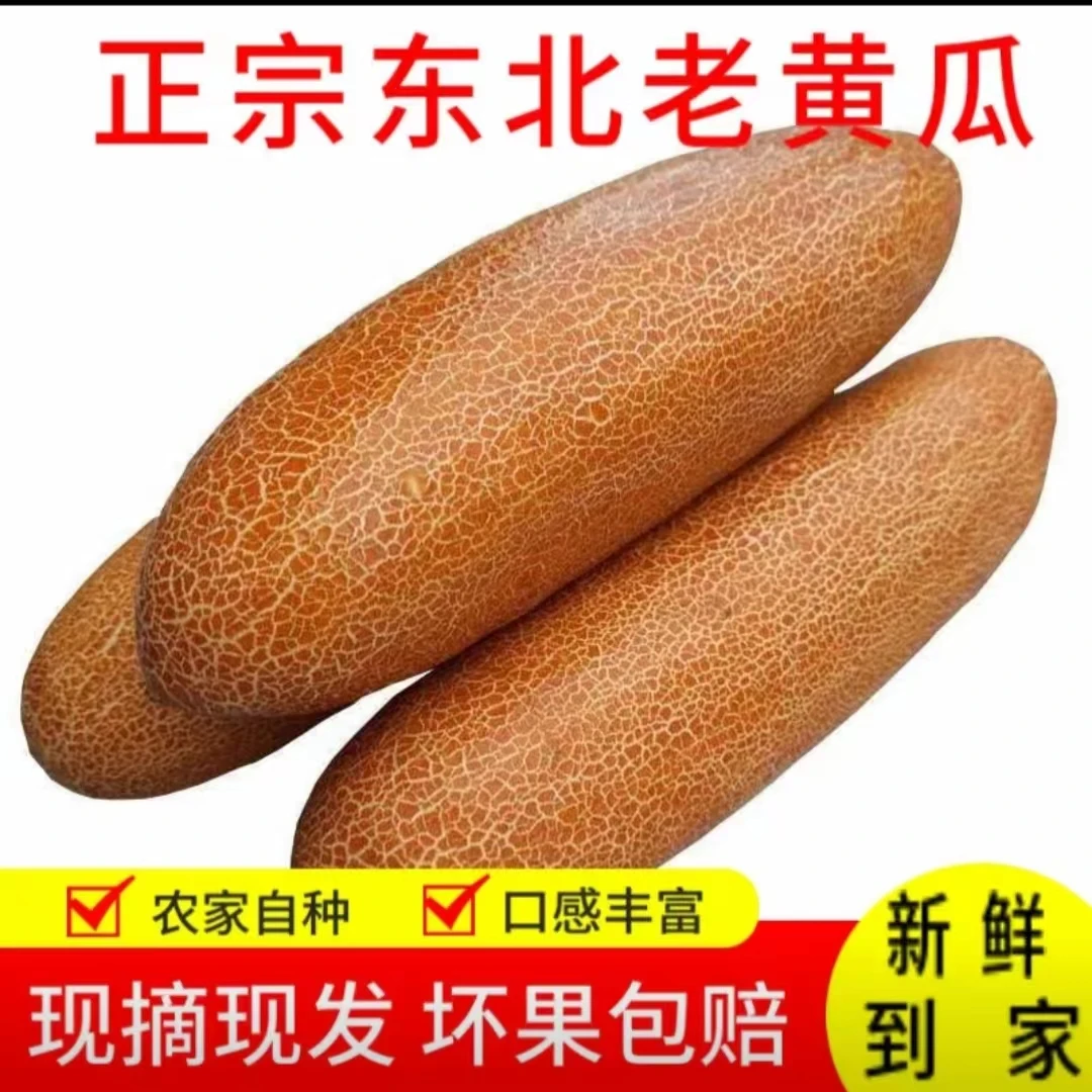 东北老黄瓜新鲜老黄瓜种麻皮老黄瓜酸脆爽口包邮