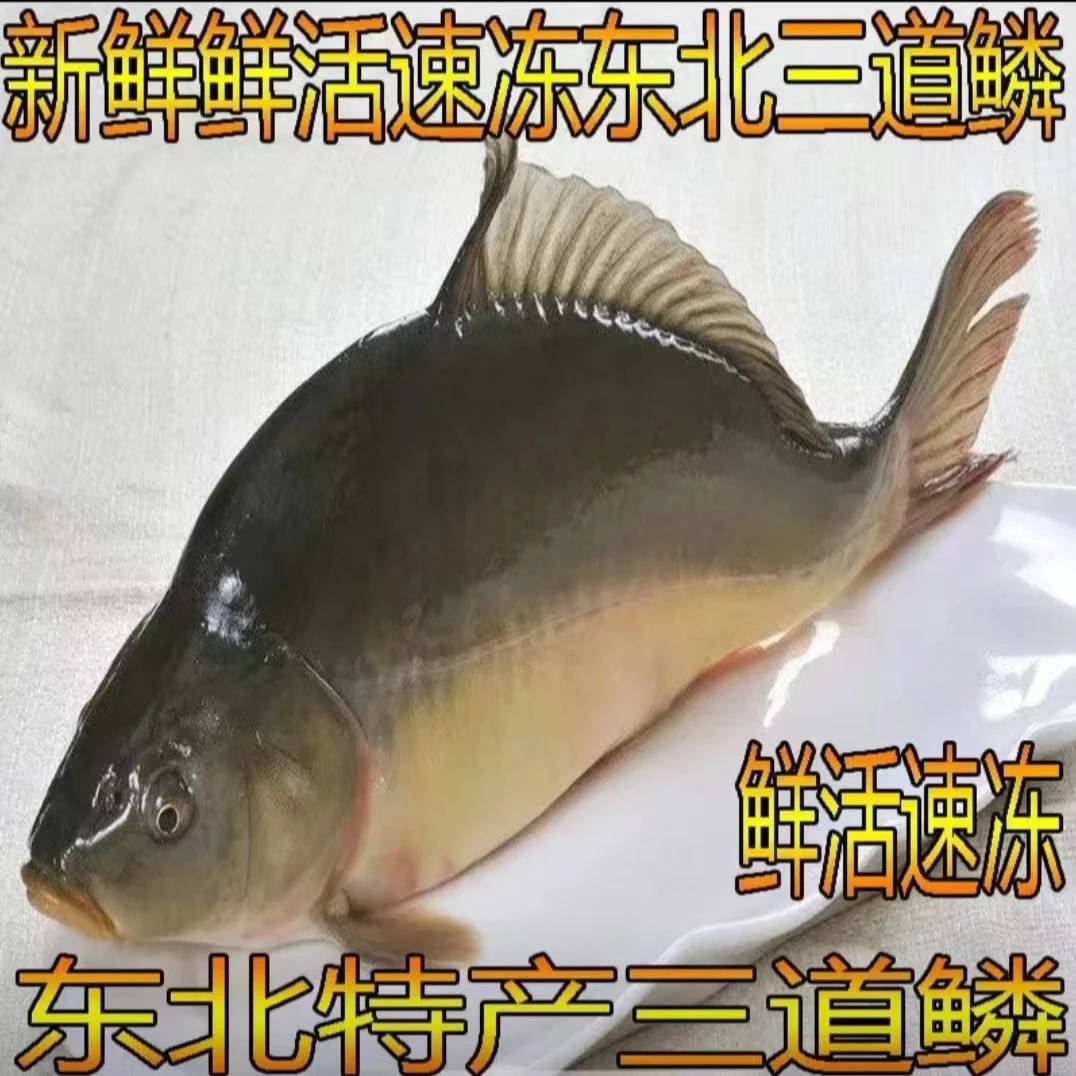 东北三道鳞鱼淡水鱼鲜活速冻包邮