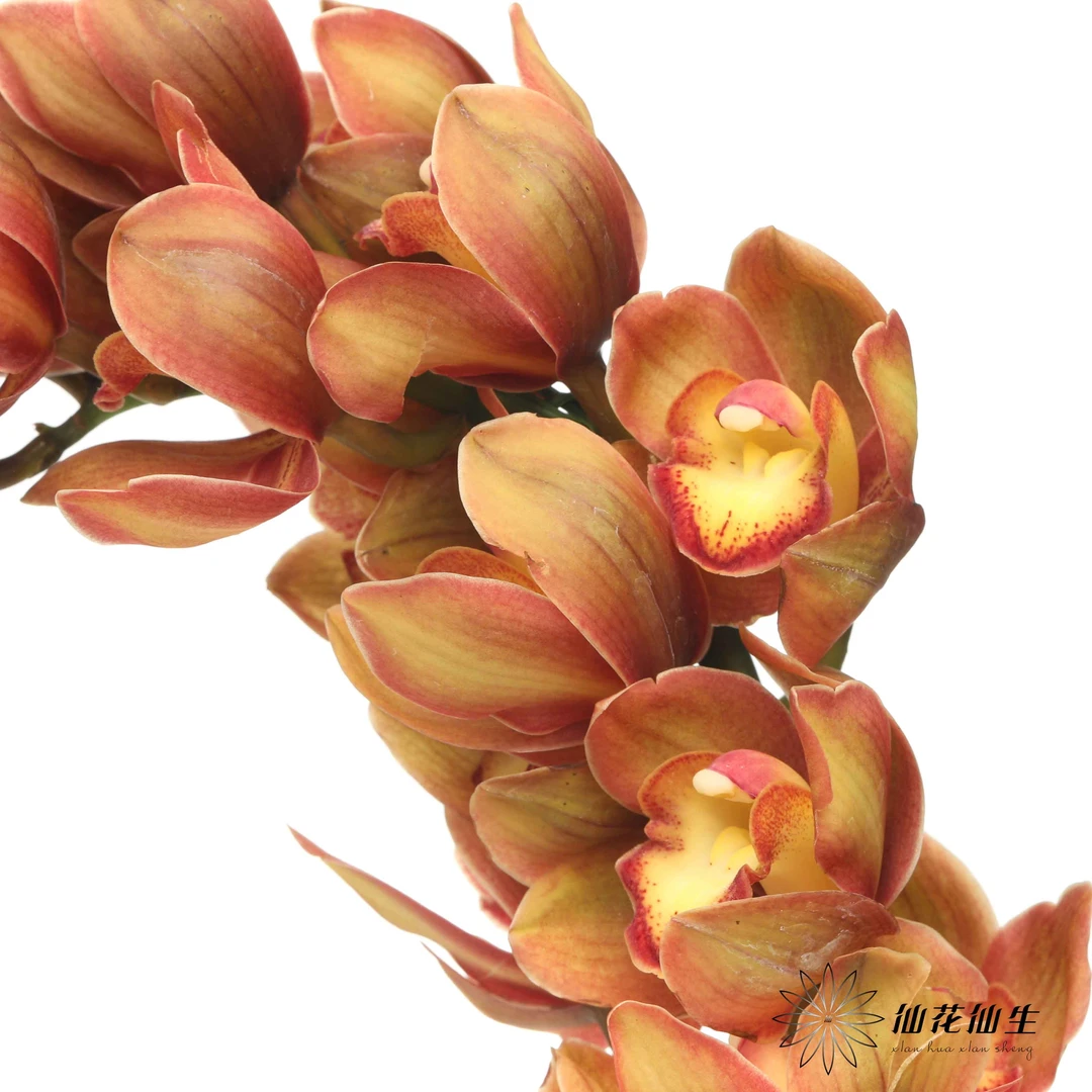 顺丰空运包邮|大花蕙兰咖啡