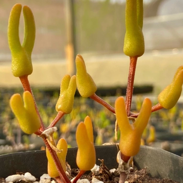 枝干番杏冰糕多肉植物小兔子女生喜欢庭院阳台清仓带土团发货实拍