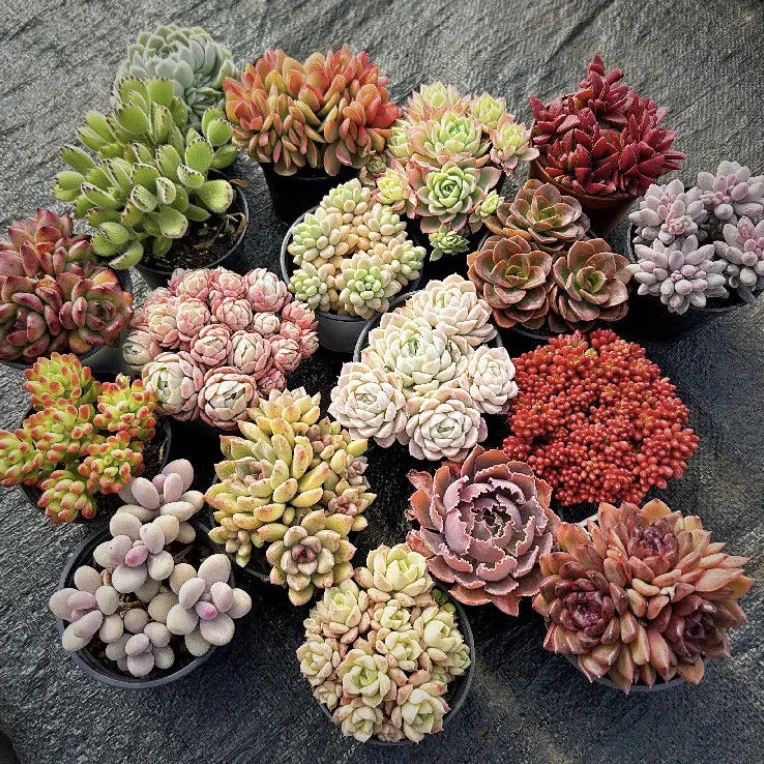 多肉植物组合套餐一整箱10颗单头多头品种随机不指定脱土发清仓