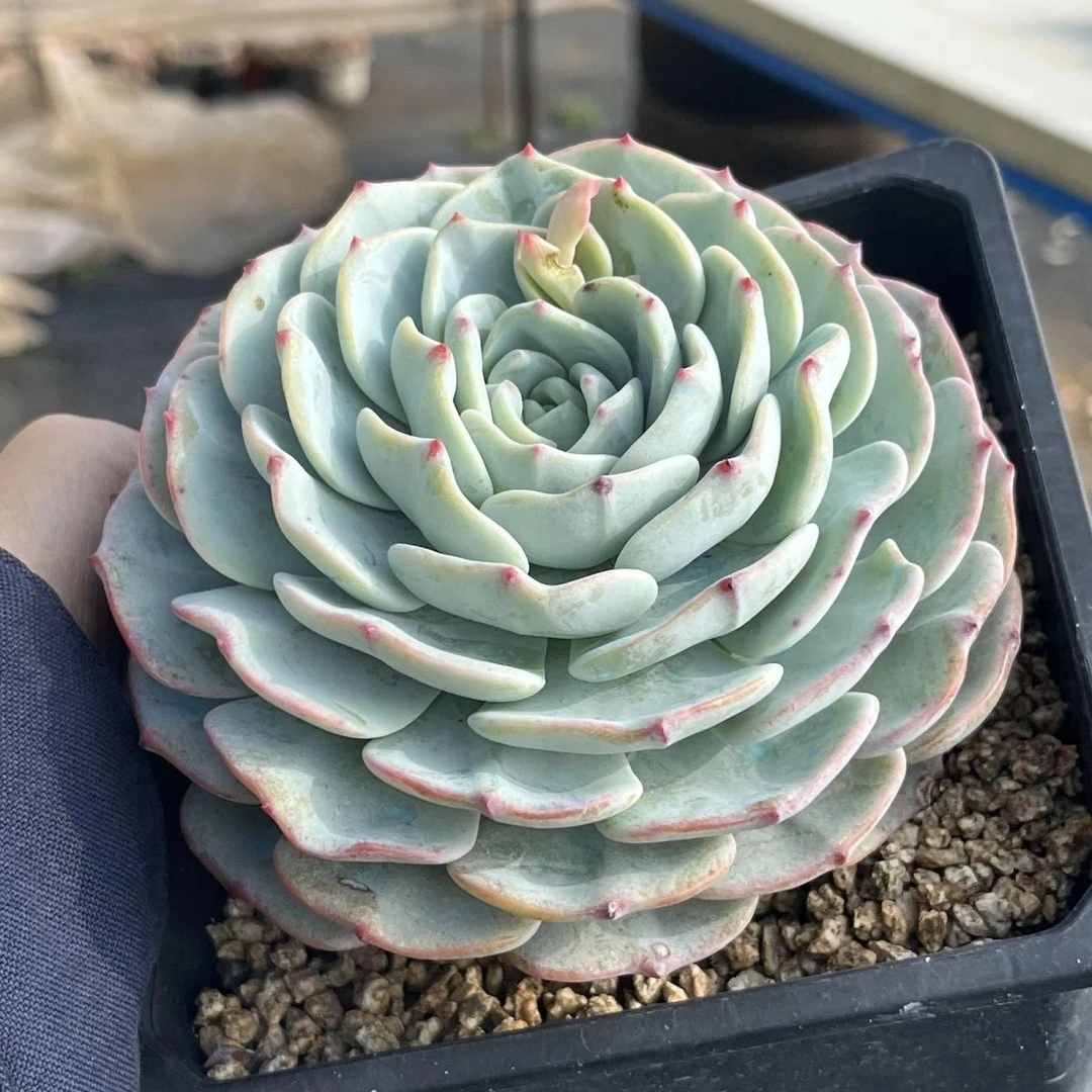 勃朗峰多肉植物大号绿植盆栽办公室阳台好养花卉