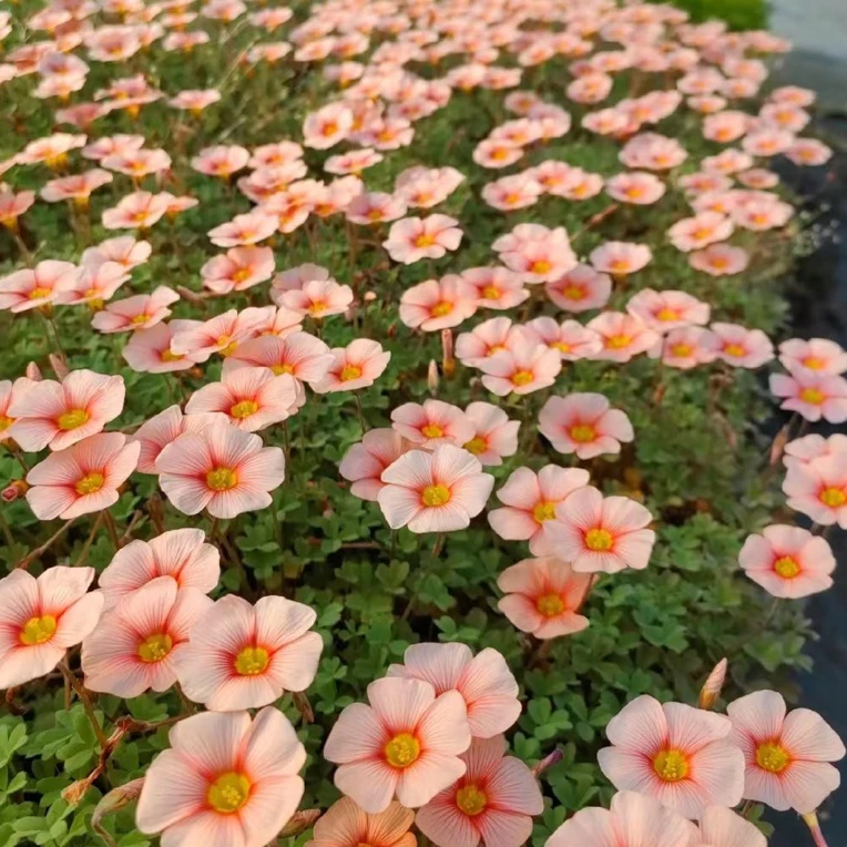 酢浆草盆栽植物精品稀有小盆栽花卉庭院阳台办公室绿植开花四季