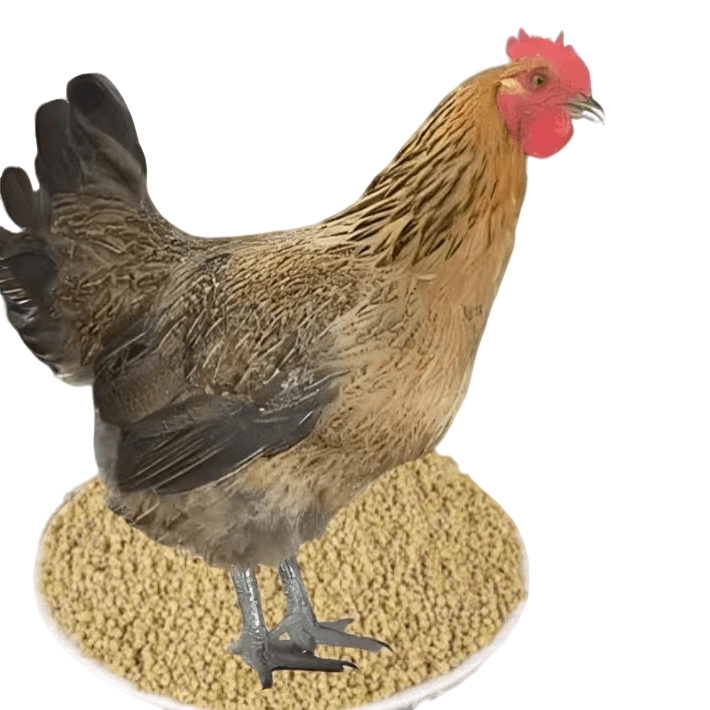 高产蛋麻羽鸡开口好料