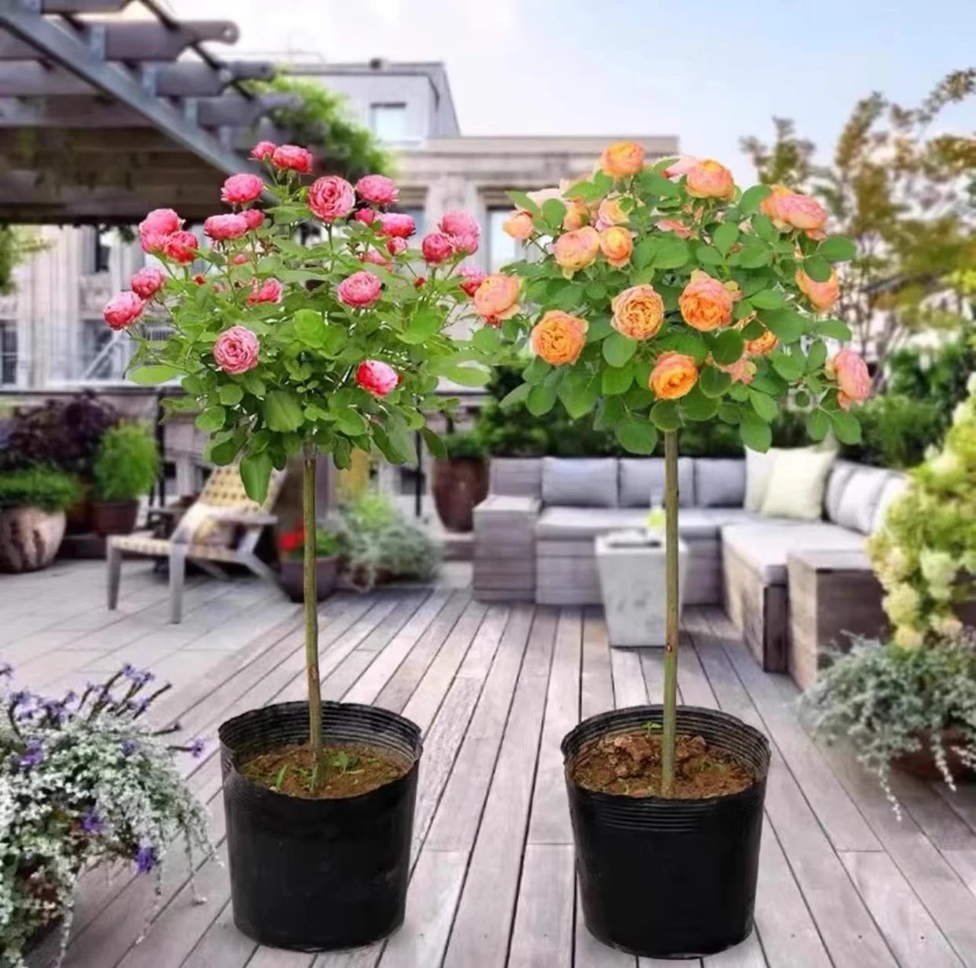 棒棒糖月季花苗大花浓香花卉植物庭院四季开玫瑰带花树状月季耐寒