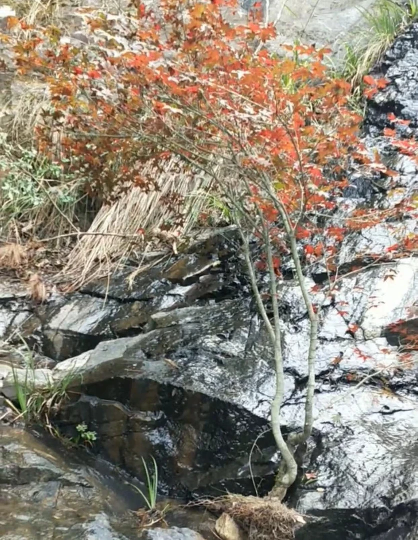 海岛石枫，海岛春花，桅子花