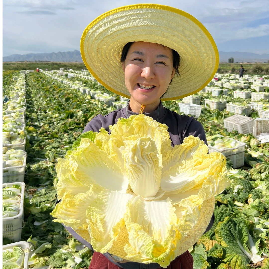 【顺丰包邮】甘肃高原山地霜打黄心娃娃菜 现摘现发  新鲜生吃脆甜