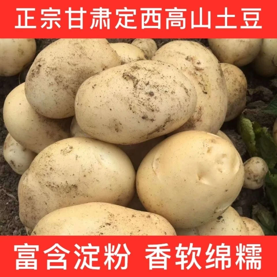《定西土豆》2022现挖高原旱地粗皮黄心土豆5斤10斤包邮