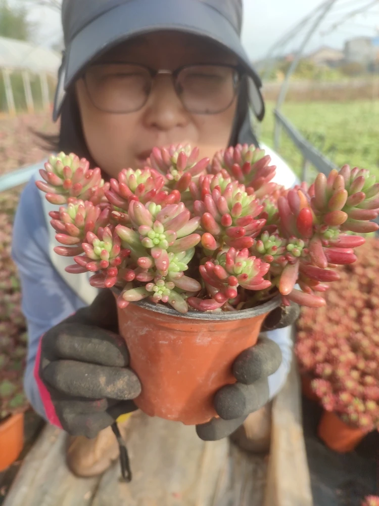 太好看多肉 虹之玉锦红彤彤 凑满19发货