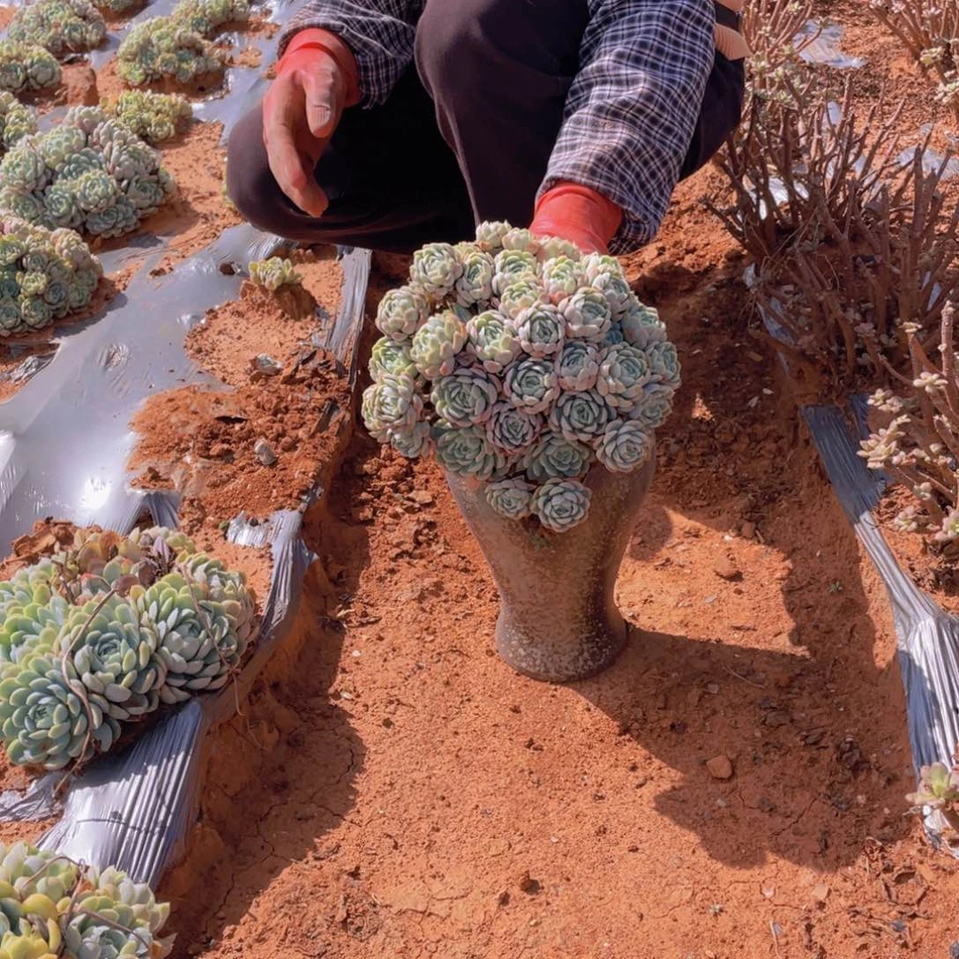 地栽冰梅9.9元，福利款不售后