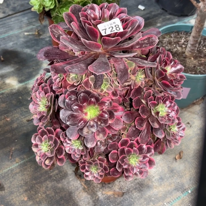 金丝缺728多肉法师一物一拍