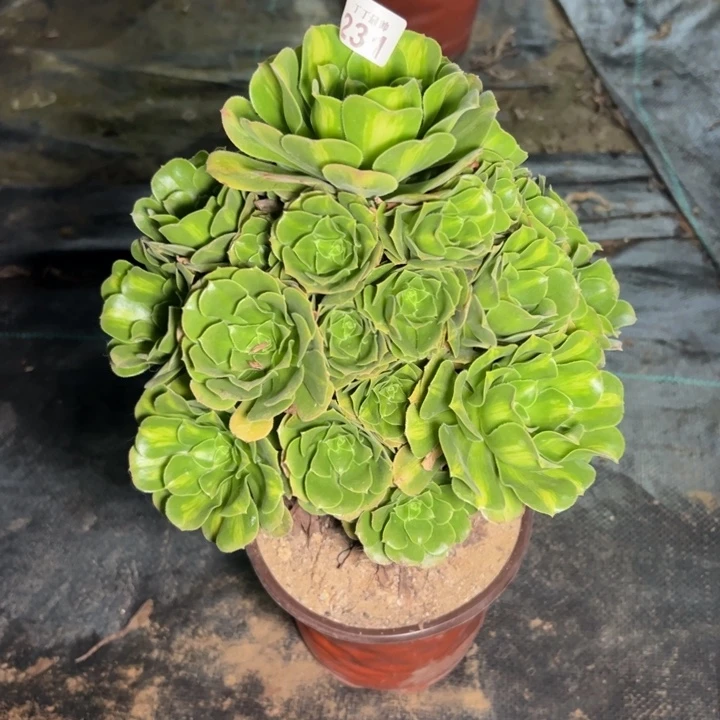 翡翠琉璃231多肉法师