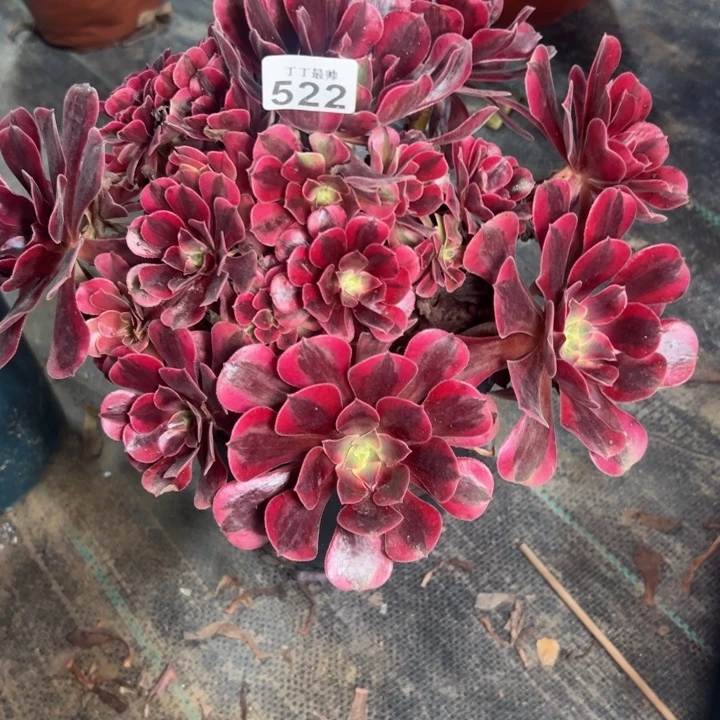 唐****店美杜莎 522多肉法师