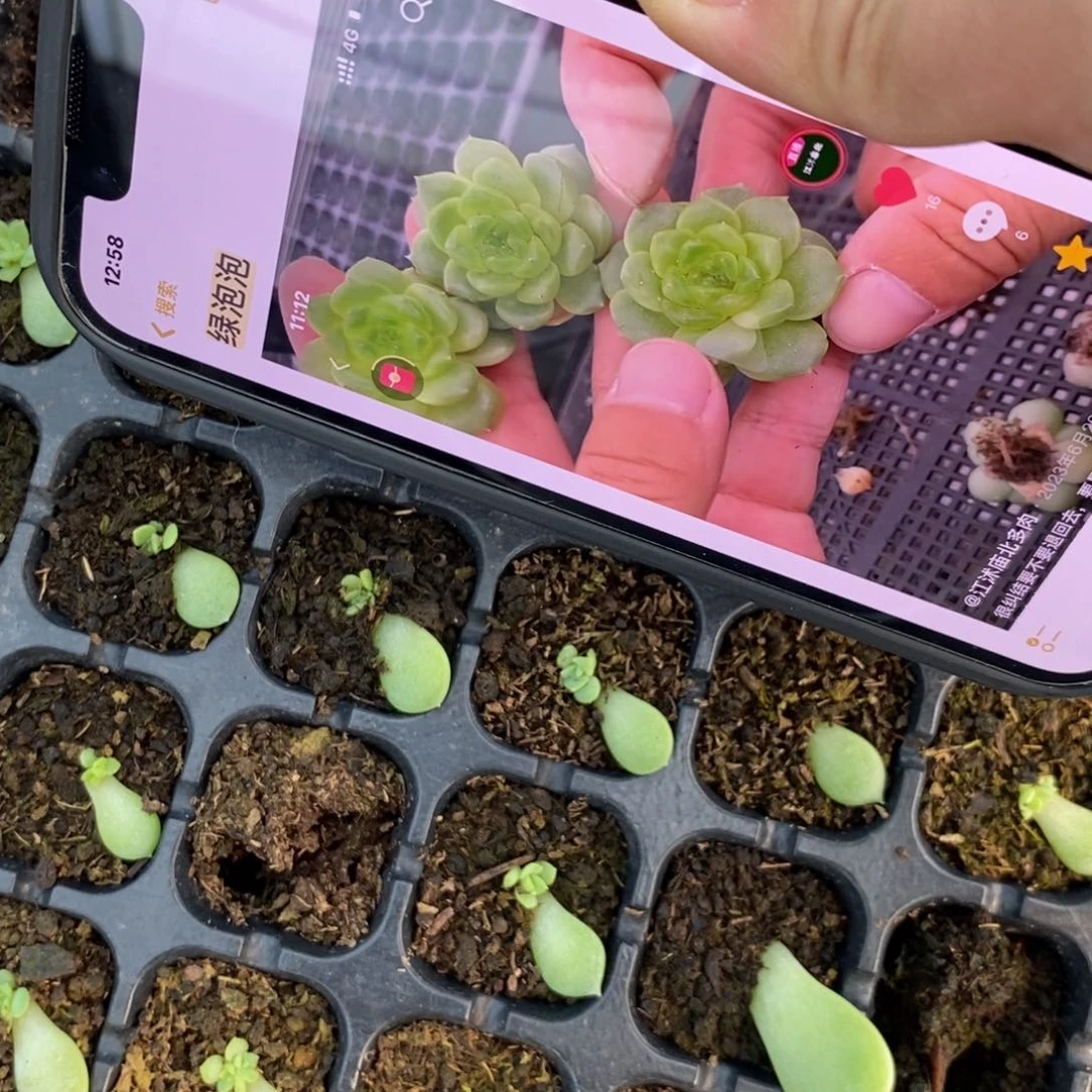 【闪购商品】绿泡泡叶片带芽一个多肉