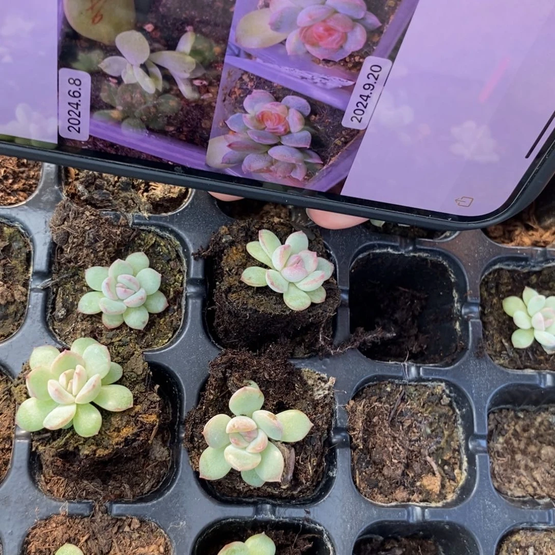 板厂边上琴心穴盘一个多肉