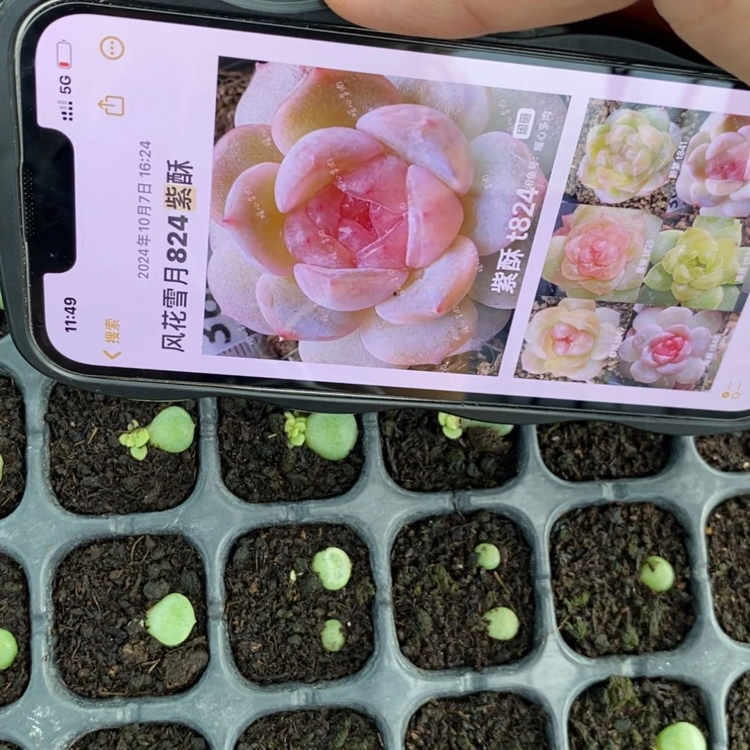 【闪购商品】824紫酥叶片带芽一个多肉