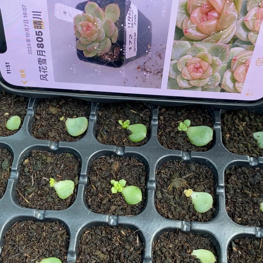 【闪购商品】805晴川叶片带芽一个多肉