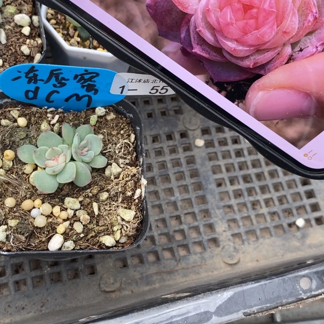 【闪购商品】1-55冻唇蜜一个多肉植物