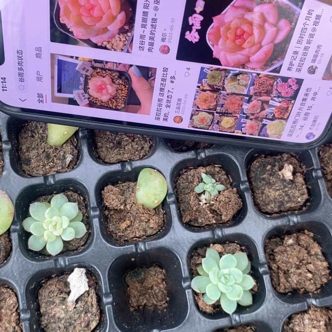 【闪购商品】鸡圈边谷雨穴盘一个多肉