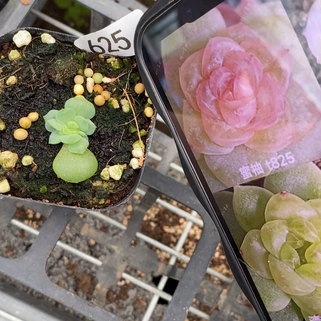 【闪购商品】625风花雪月蜜柚一个