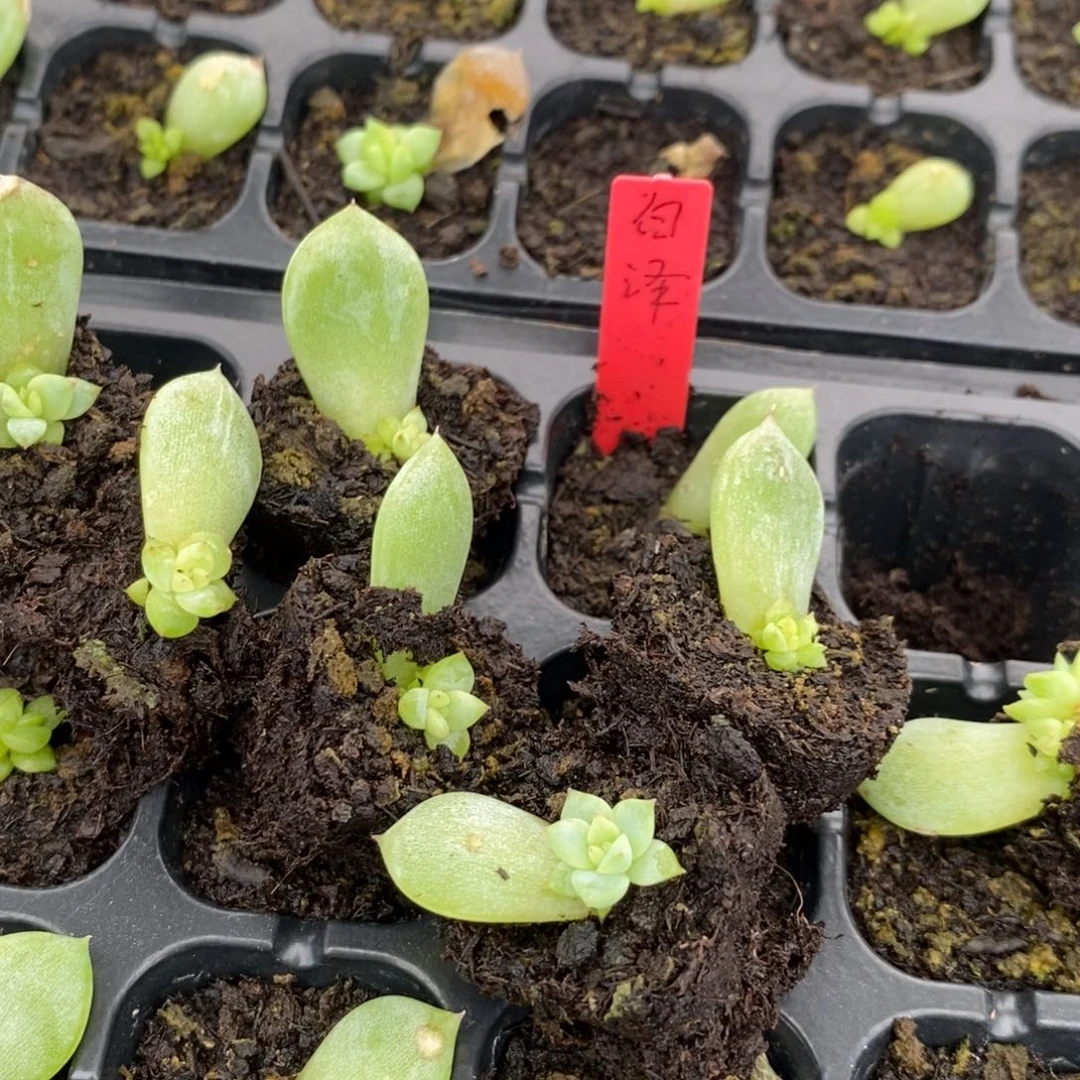 【闪购商品】白泽叶片带芽一个