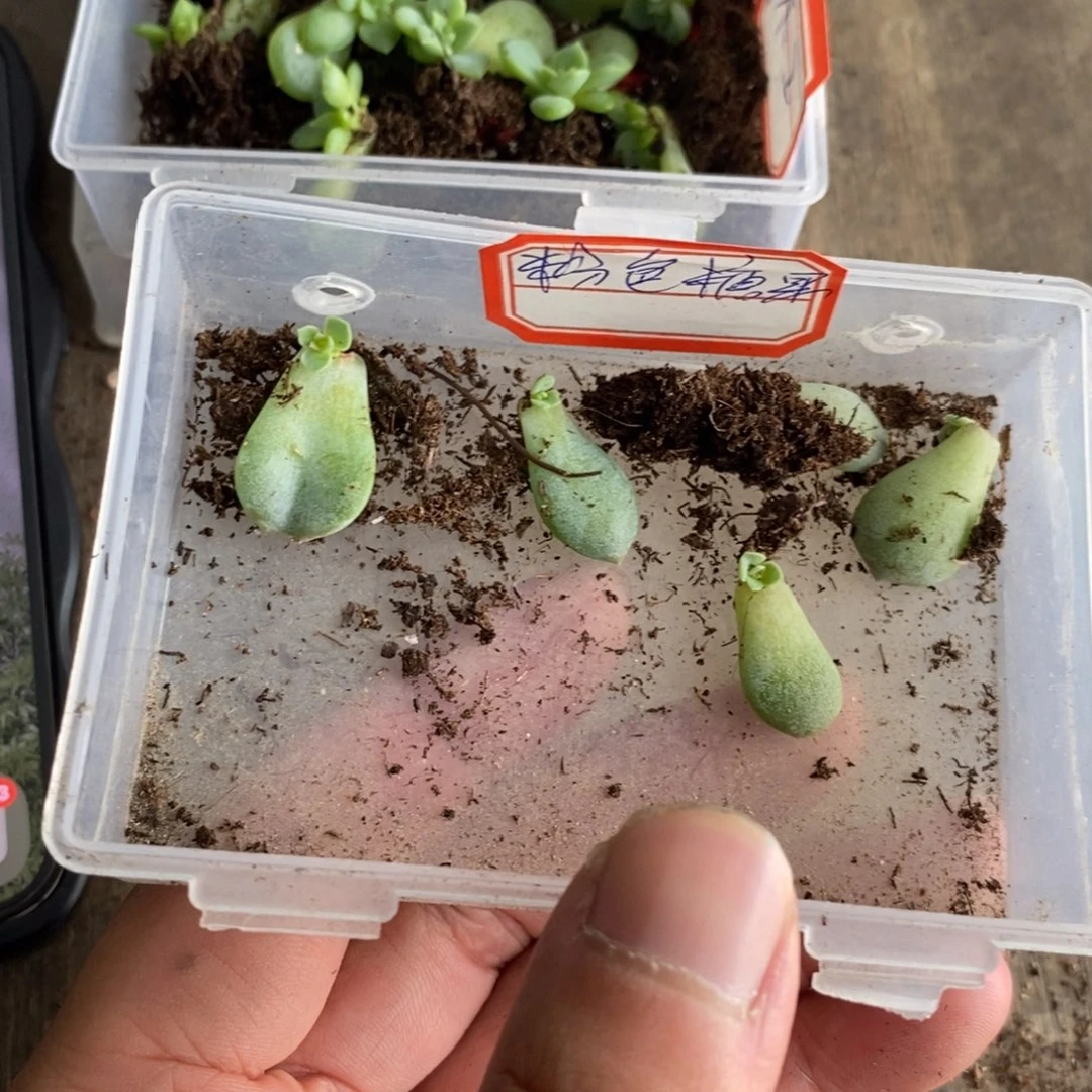 【闪购商品】粉色糖果叶片带芽一个