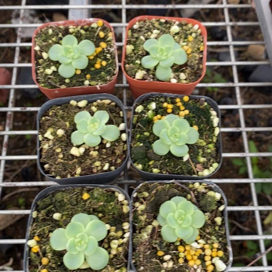 【闪购商品】上盆秃子一个